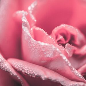 Eau Florale de Rose de Damas