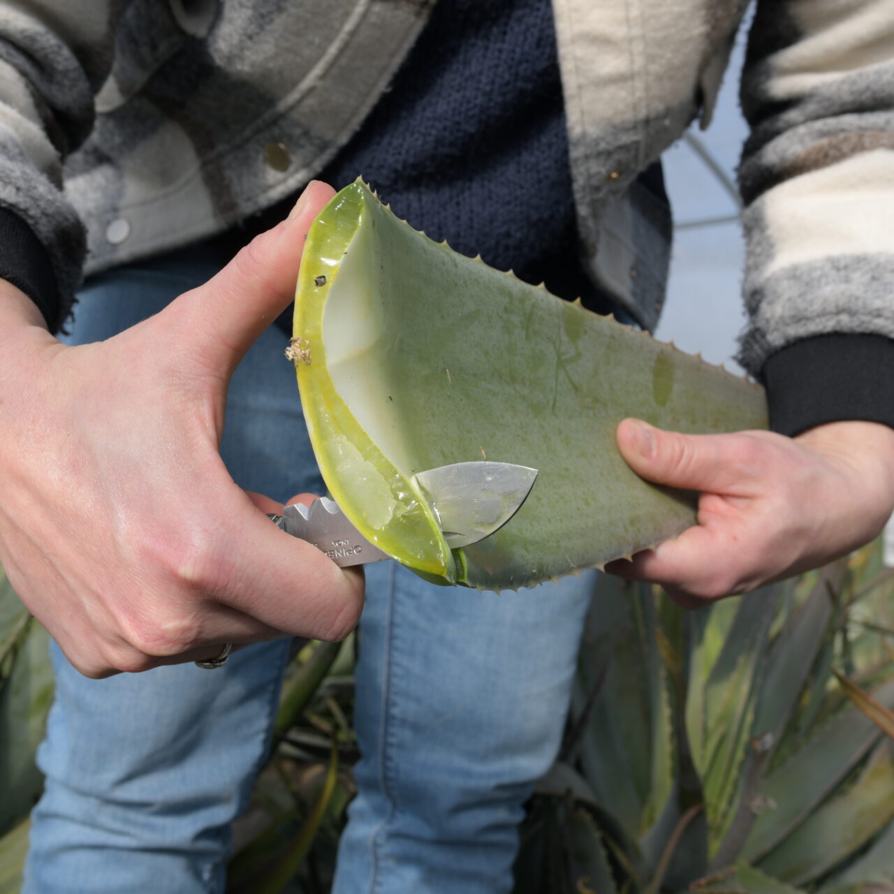 aloe vera aloe vera de la ferme