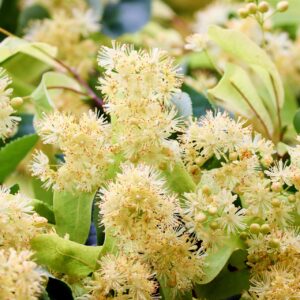 eau florale de tilleul